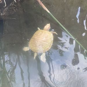 albino red-eared slider (trachemys scripta elegans)