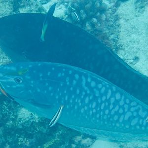 Sleek Unicornfish (Naso hexacanthus)