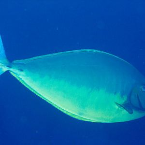 Sleek Unicornfish (Naso hexacanthus)