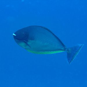 Sleek Unicornfish (Naso hexacanthus)