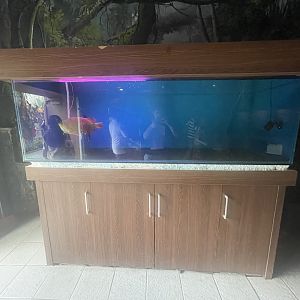 istana reptil - arowana tank