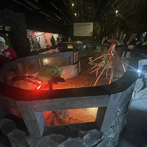 istana reptil - red tegu exhibit