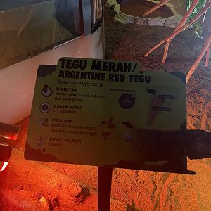 istana reptil - red tegu signage