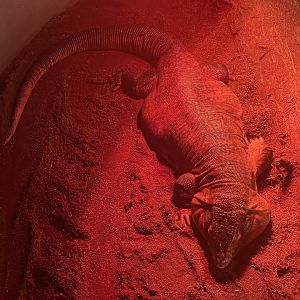 istana reptil - red tegu (salvator rufescens)