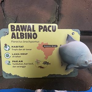 istana reptil - albino pirapitinga signage
