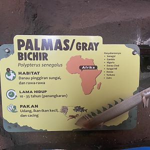 istana reptil - gray bichir signage