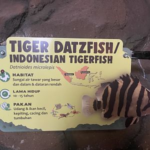 istana reptil - indonesian tigerfish signage