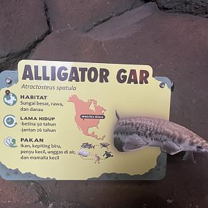 istana reptil - aligator gar signage