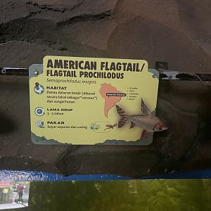 istana reptil - kissing prochilodus signage