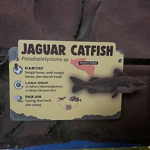 istana reptil - hybrid catfish signage