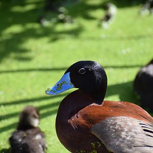 Maccoa Duck (male)