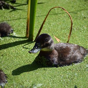 Maccoa Duck (female)
