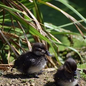 Maccoa Ducklings
