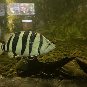 istana reptil - indonesian tigerfish (datnoides microlepis) (1)