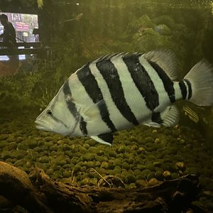 istana reptil - indonesian tigerfish (datnoides microlepis) (2)