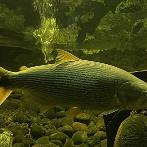 istana reptil - golden dorado (salminus brasiliensis)