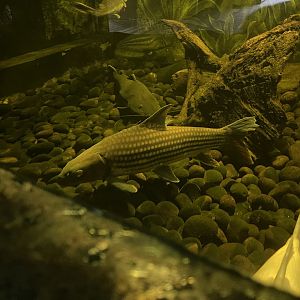 istana reptil - jullien’s golden carp (probarbus jullieni)