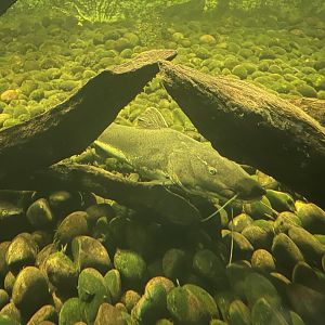 istana reptil - hybrid catfish (phractocephalus hemioliopterus x pseudoplatystoma fasciatum)