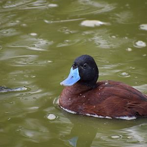Argentine Blue Bill (Lake Duck)