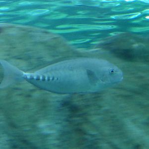 Australian Sawtail (Prionurus microlepidotus)