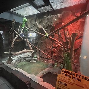 istana reptil - papuan phyton exhibit