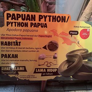istana reptil - papuan phyton signage