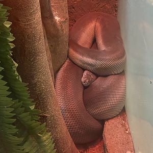 istana reptil - papuan phyton (apodora papuana)