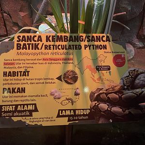 istana reptil - reticulated phyton signage