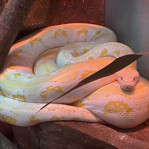 istana reptil - albino reticulated phyton (malayophyton reticulatus)