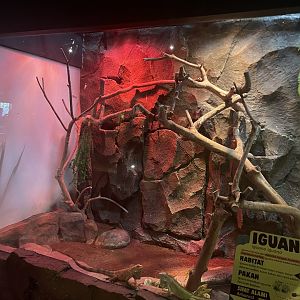 istana reptil - green iguana exhibit