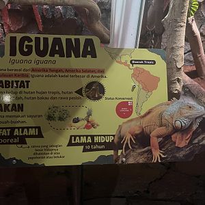 istana reptil - green iguana signage