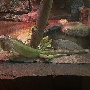 istana reptil - green iguana (iguana iguana)
