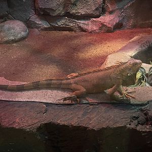 istana reptil - green iguana (red morph) (iguana iguana)
