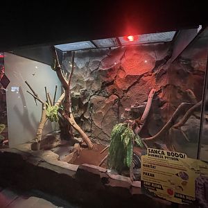 istana reptil - burmese phyton exhibit