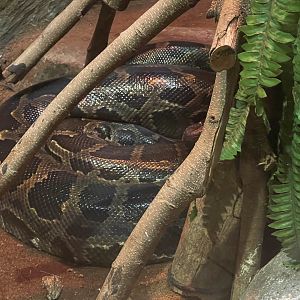 istana reptil - burmese phyton (phyton bivittatus)