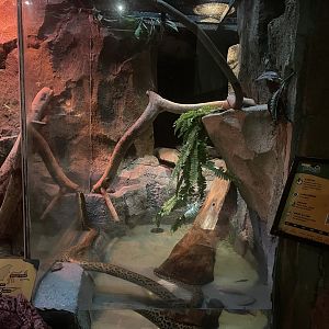 istana reptil - yellow anaconda exhibit