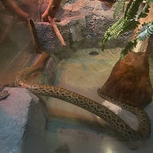 istana reptil - yellow anaconda (eunectes notaeus)