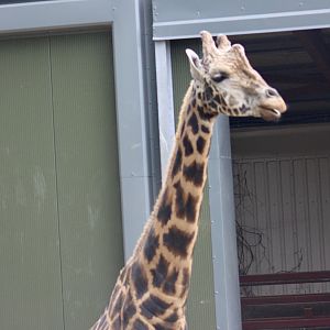 Rothschild's giraffe (Giraffa camelopardalis rothschildi) - 27/7/2025
