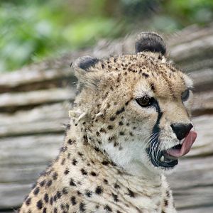 Sudan cheetah (Acinonyx jubatus soemmeringii) - 27/7/2025