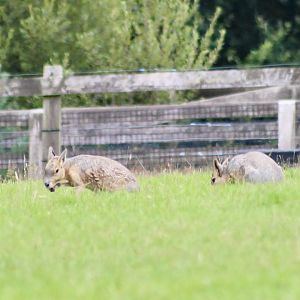 Patagonian maras (Dolichotis patagonum) - 27/7/2025