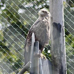 White-tailed sea eagle (Haliaeetus albicilla) - 27/7/2025