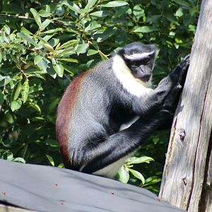 Roloway monkey (Cercopithecus roloway) - 27/7/2025