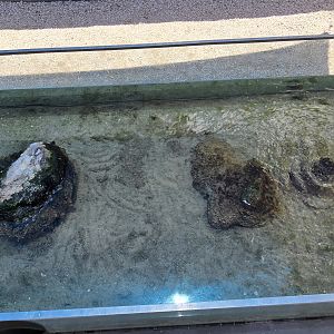 Bamboo shark touch tank