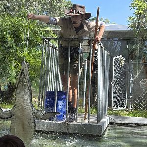 American crocodile at reptile show