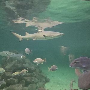 Shark tank - Lemon shark