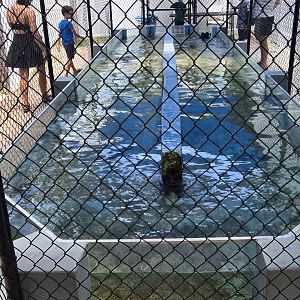 Nurse shark feeding tank
