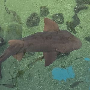 Shark tank - Nurse shark