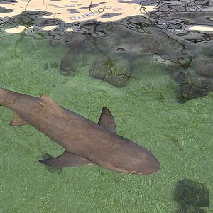 Shark tank (from above) - Lemon shark