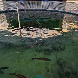 Gulf tank - from above