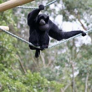 Siamang (Symphalangus syndactylus) - 27/7/2025